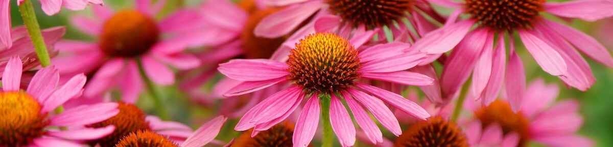 Echinacea e tiroide: siamo proprio sicuri che faccia bene? Scopriamo anche le sue controindicazioni